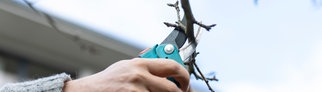 Der richtige Schnitt an Gehölzen: So werdet Ihr Friseurmeister im Garten