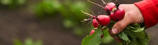 Gartenexpertin Natalie Bauer empfiehlt Radieschen als pflegeleichtes Gemüse auf dem Balkon oder im Garten selbst anzubauen. 