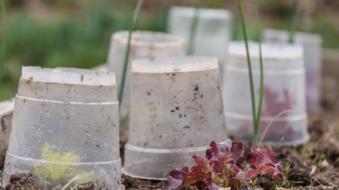 Pflanzen vor Kälte und Frost schützen: Als Frostschutz eignen eignen sich Eimer zum Überstülpen der Pflanzen.