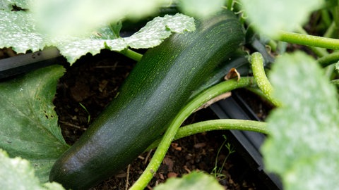 Bereits bei Temperaturen um die Null Grad lässt die Zucchini ihre Blätter hängen und stirbt ab. 