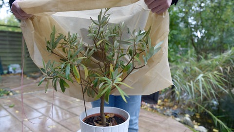 Pflanzen vor Kälte und Frost schützen: Als Frostschutz eignet sich ein Vlies zum Überstülpen.