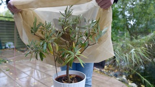 Pflanzen vor Kälte und Frost schützen: Als Frostschutz eignet sich ein Vlies zum Überstülpen.