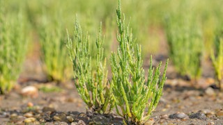 Queller | So bauen Sie Queller im Garten an