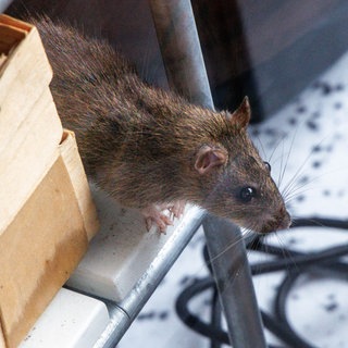 Eine Ratte sitzt in einem Regal | So bekämpft ihr Ratten in Haus und Garten