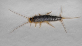 Papierfischchen gelten als Schädlinge | So unterscheiden sich Papierfischchen von Silberfischchen