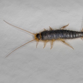 Papierfischchen gelten als Schädlinge | So unterscheiden sich Papierfischchen von Silberfischchen