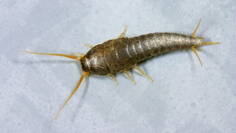 Silberfischchen | So unterscheiden sich Papierfischchen (Schädlinge) von Silberfischchen