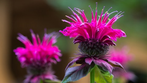 Die Staudenpflanze Goldmelisse, auch Indianernessel genannt | Wie Sie Stauden im Garten pflegen und Sauerklee loswerden können