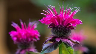 Die Staudenpflanze Goldmelisse, auch Indianernessel genannt | Wie Sie Stauden im Garten pflegen und Sauerklee loswerden können