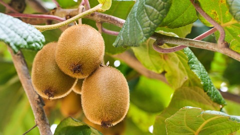 Drei Kiwis an einem Kiwibaum - Tropenfeeling trotz Minusgraden: Winterhartes exotisches Obst für Garten & Kübel 