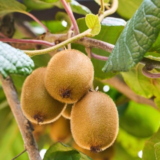 Drei Kiwis an einem Kiwibaum - Tropenfeeling trotz Minusgraden: Winterhartes exotisches Obst für Garten & Kübel 