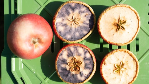 Zwei aufgeschnittene Äpfel liegen auf einem grünen Untergrund. Daneben liegt ein ganzer Apfel. Zwei Schnittflächen der Äpfel haben sich schwarz gefärbt.