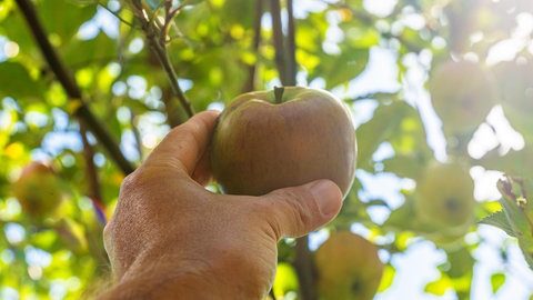 Man sieht eine Hand mit einem Apfel. Im Hintergrund sieht man Äpfel an einem Baum. Beim Pflücken von Äpfeln sollte man einiges beachten.