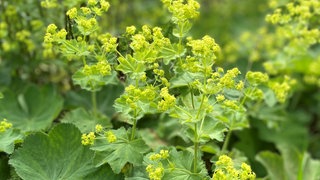 Weicher Frauenmantel: kleine, gelbe Blüten und große, hellgrüne Blätter. "Slowflowers": das bedeutet "langsame Blumen" und bezeichnet eine Bewegung, die auf regionale, naturnah angebaute Schnittblumen setzt, egal, ob am Kaiserstuhl, bei Karlsruhe oder an der Donau. Caroline Wolf aus Bad Boll ist eine der Slowflower Blumenkünstler.