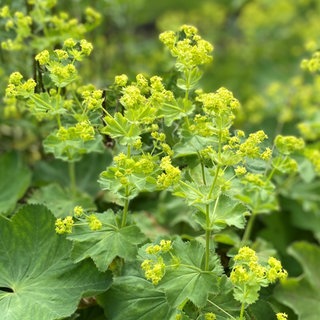 Weicher Frauenmantel: kleine, gelbe Blüten und große, hellgrüne Blätter. "Slowflowers": das bedeutet "langsame Blumen" und bezeichnet eine Bewegung, die auf regionale, naturnah angebaute Schnittblumen setzt, egal, ob am Kaiserstuhl, bei Karlsruhe oder an der Donau. Caroline Wolf aus Bad Boll ist eine der Slowflower Blumenkünstler.