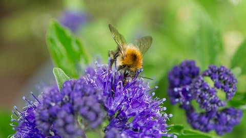 Blaue Pflanzen und Blüten: Eine Hummel sitzt auf den blauen Blüten einer Bartblume.
