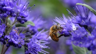 Blaue Pflanzen und Blüten: Eine Biene sitzt auf den lilablauen Blüten einer Bartblume.