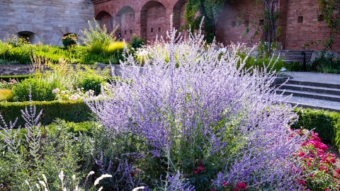 Blaue Pflanzen und Blüten: Die Blauraute mit ihren lilablauen Blüten in einem schön angelegten Garten