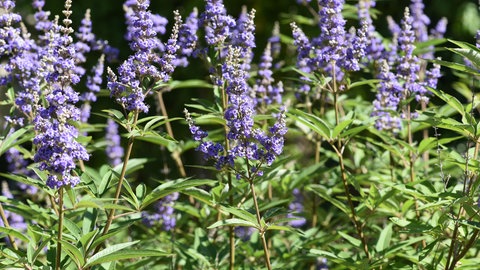 Blaue Pflanzen und Blüten: Die lilablauen Blüten eines Mönchspfeffers