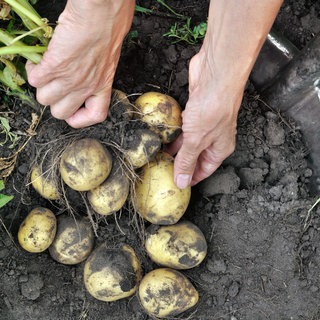 Kartoffeln werden geerntet