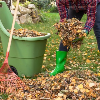 Frau sammelt Laub im Garten 