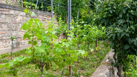 Man sieht einen Weinberg mit Reben angelegt wie Treppen.