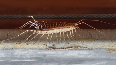 Ein Spinnenläufer läuft in einer Wohnung. Der Nützling fühlt sich in unserem Zuhause wohl.