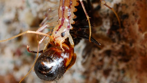 Ein Spinnenläufer frisst eine Ameise.
