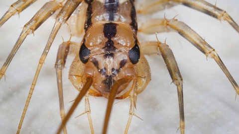 Ein Spinnenläufer in Nahaufnahme von vorne. Man erkennt deutlich die Augen und Fühler vom Nützling.