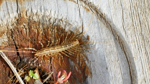Der Spinnenläufer ist ein Nützling im Garten. Hier läuft er über Holz in der Natur.
