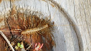 Der Spinnenläufer ist ein Nützling im Garten. Hier läuft er über Holz in der Natur.