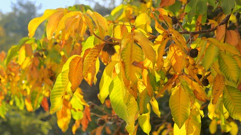 Ein Walnussbaum mit gefärbten Blättern.