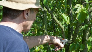 Ein Mann schneidet einen Pflaumenbaum.