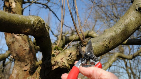 Sogenannte Wasserschosse oder Wassertriebe eines Baumes werden mit einer Gartenschere abgechnitten.