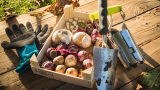 Blumenzwiebeln in einer Kiste im Garten | Für einen bunten Garten im Frühling: Jetzt Blumenzwiebeln pflanzen