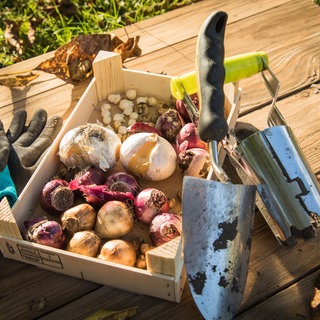 Blumenzwiebeln in einer Kiste im Garten | Für einen bunten Garten im Frühling: Jetzt Blumenzwiebeln pflanzen
