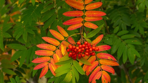 Eberesche im Herbst: Früchte und Blätter leuchten in rot-gelben Farben