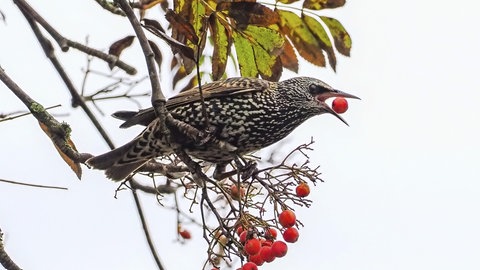 Ein Star frisst Beere der Eberesche. Die Vogelbeere ist für Vögel nicht giftig.