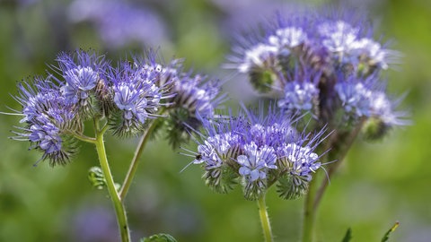 Nahaufnahme der lila blühenden Phacelia.