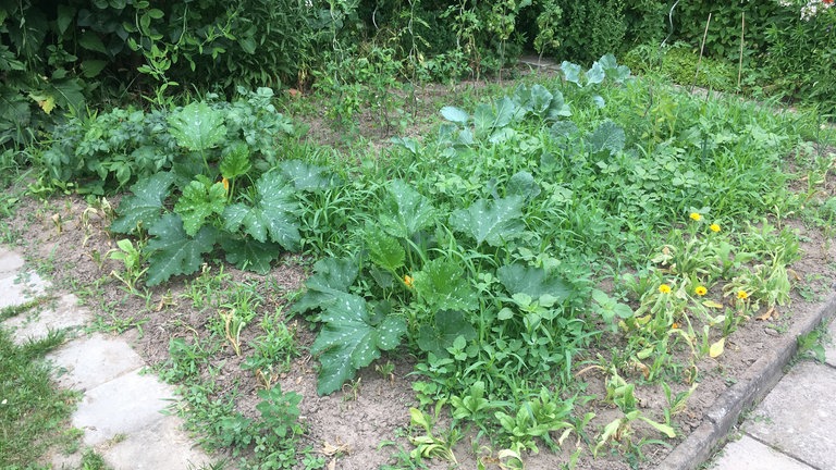 Parzelle in einem Schrebergarten.