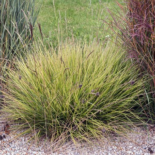 Stauden Gräser im Herbst | Das könnt ihr im Herbst noch pflanzen