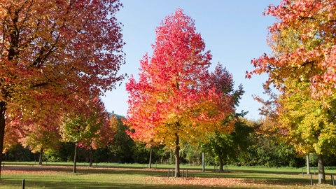 Ein Amberbaum begeistert mit seinem Farbspiel von Gelb bis Purpur.