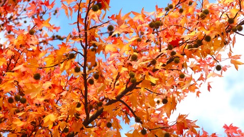 Die Blätter des Amberbaums färben sich gelb, orange, scharlachrot oder purpurfarben.