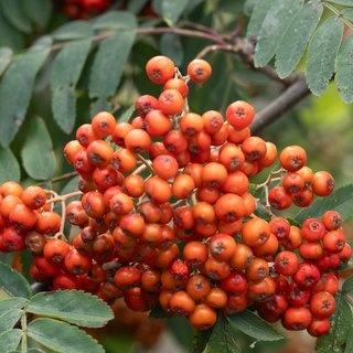 Vogelbeeren (Eberesche) am Baum