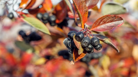 Aroniastrauch im Herbst