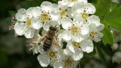 Biene sitzt auf Weißdornblüte