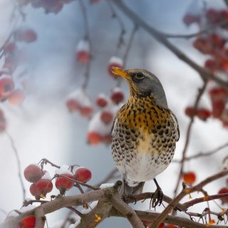 Vogel sitzt auf Weißdornstrauch