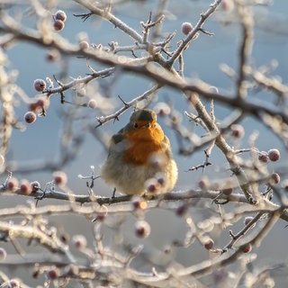 Vogel sitzt auf Weißdornbusch