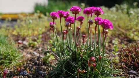Eine Pflanze mit dünnen Stängeln und pinken Blüten blüht auf einem Dach. Dachbegrünung ist im Sommer ein guter Hitzeschutz.