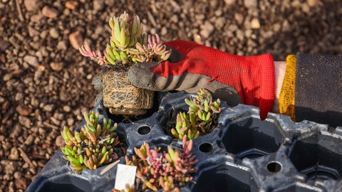 Ein Gärtner mit Gartenhandschuhen hält eine Palette mit Sedumpflanzen in der Hand. Die Pflanzen werden auf ein Dach zur Dachbegrünung gesetzt.
